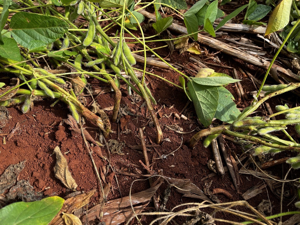 Descoberta a causa da quebra de hastes da soja no PR e em MT