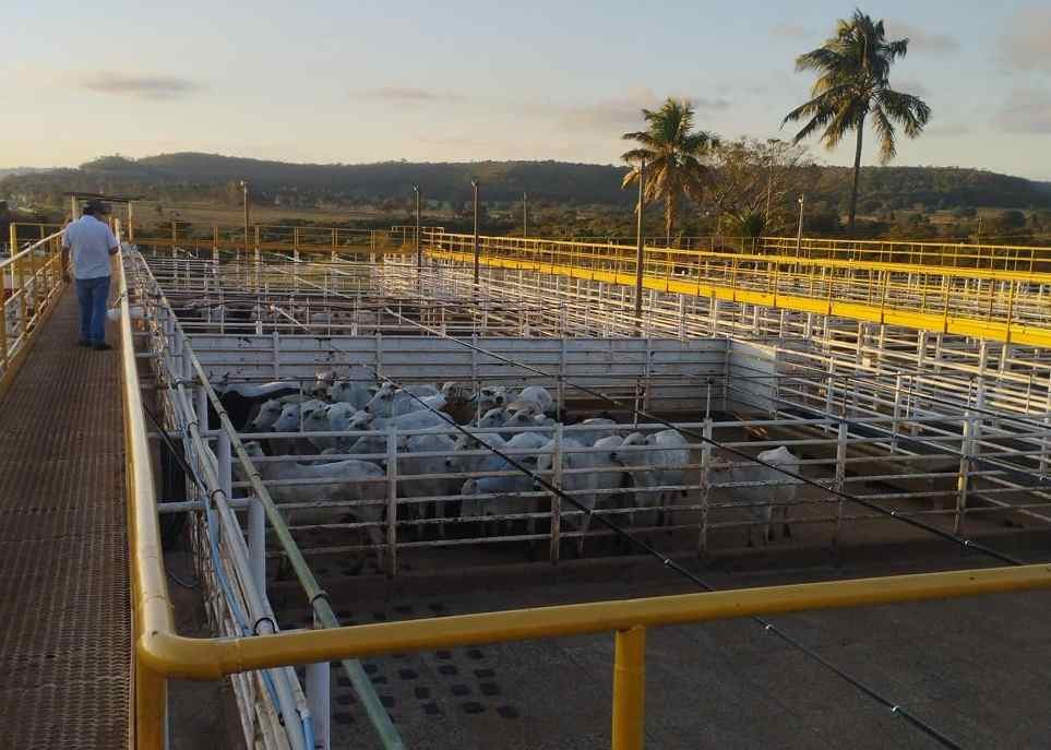 Custo de confinamento de gado no Sudeste caiu para o menor patamar em 23 meses