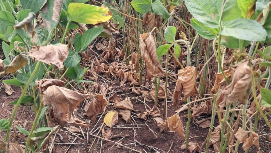 Lavoura de soja afetada pela seca em São Sepé (RS) em fevereiro de 2025