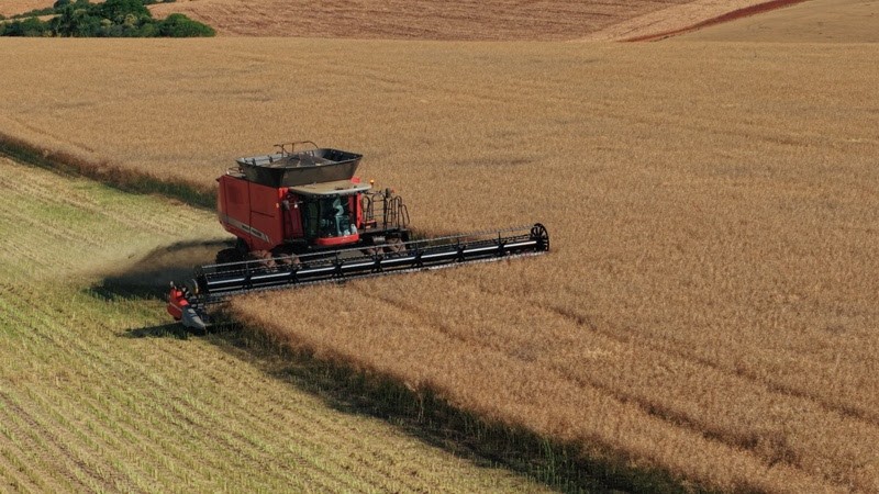Rio Grande do Sul sedia abertura oficial da colheita da canola e da carinata