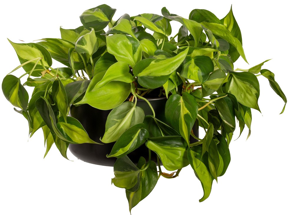 Philodendron — Foto: Divulgação/CVH