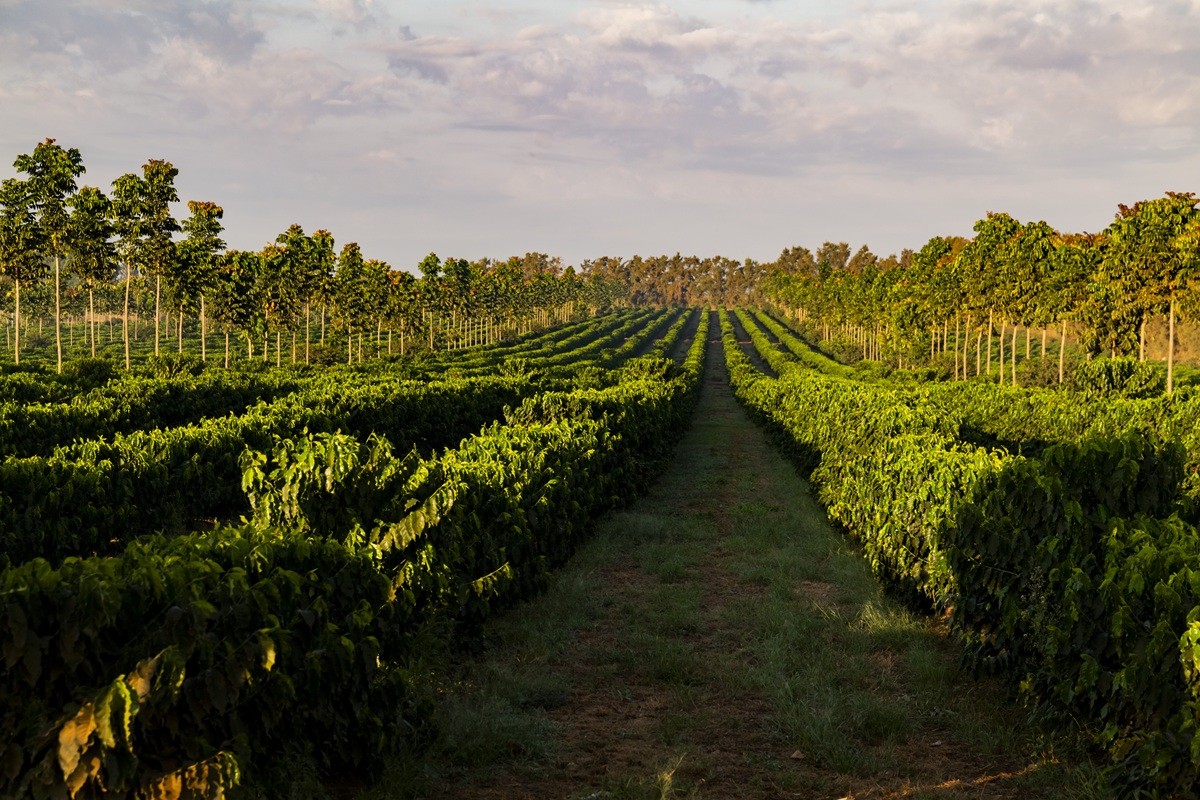 Nespresso reduz emissões líquidas de CO2 pela primeira vez