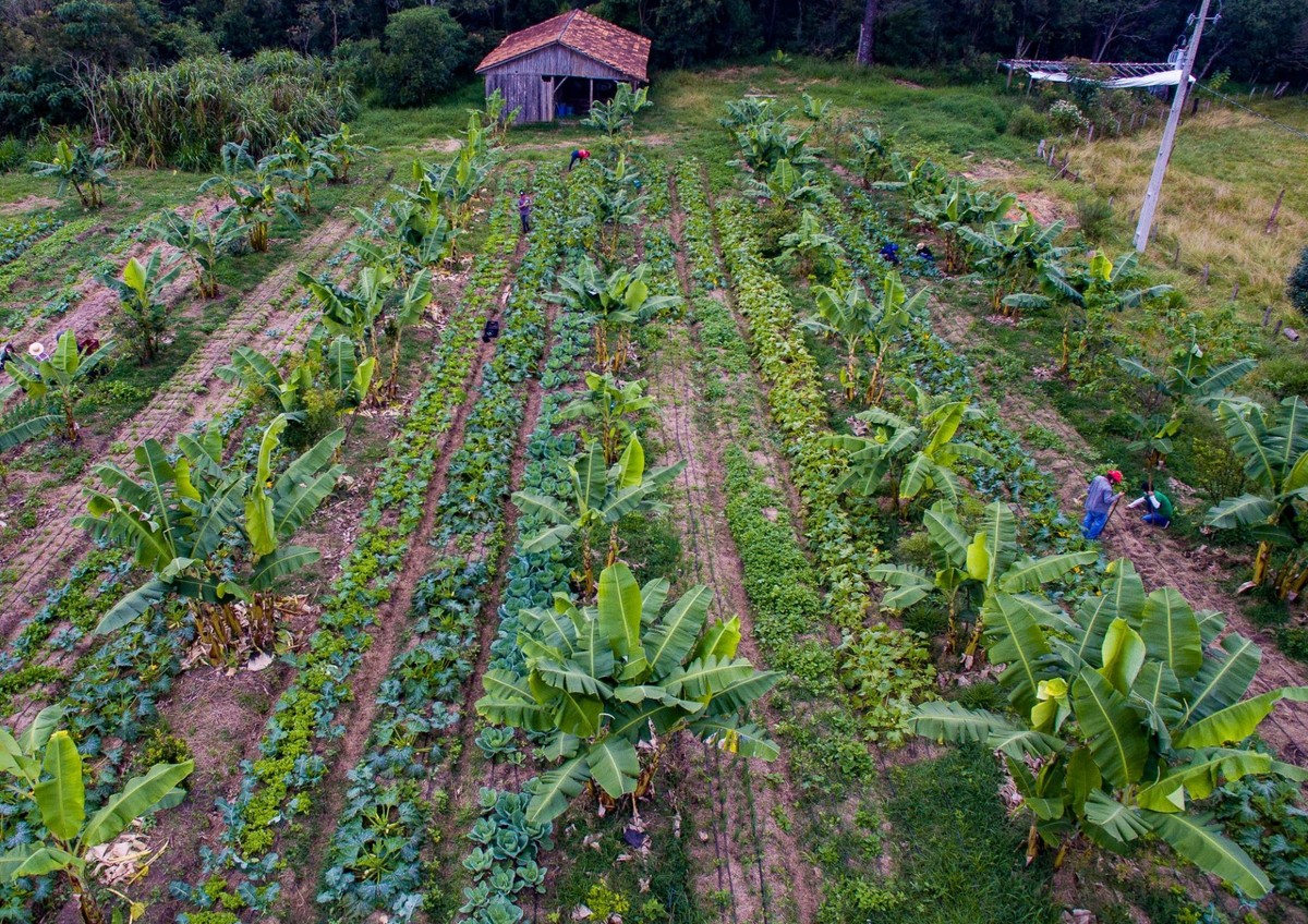 Movimentos sociais criam IA voltada à agroecologia e reforma agrária
