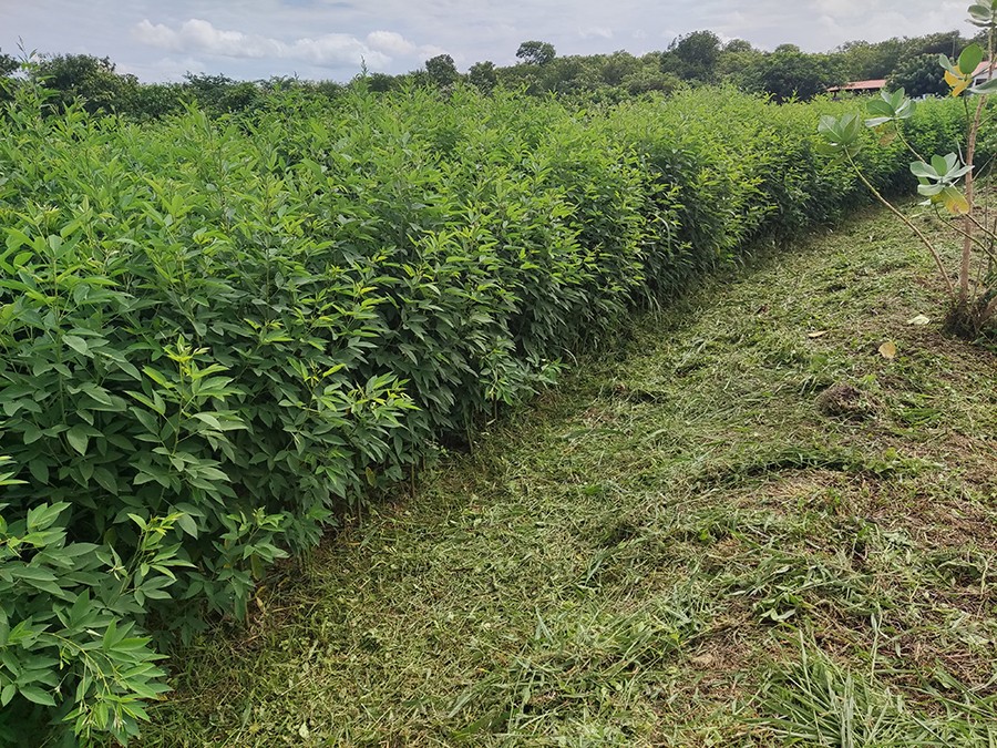 Embrapa pesquisa melhor variedade de feijão-guandu para alimentação de rebanhos