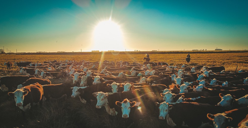 Raça Hereford conta com 600 mil animais registrados — Foto: Lucas Nunes / divulgação