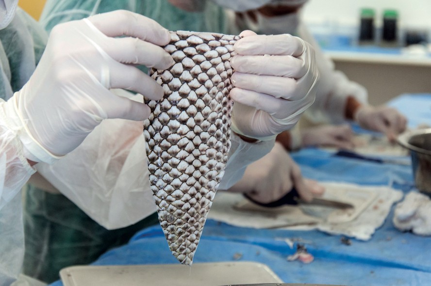 Conheça as muitas possibilidades de uso da pele de tilápia na medicina