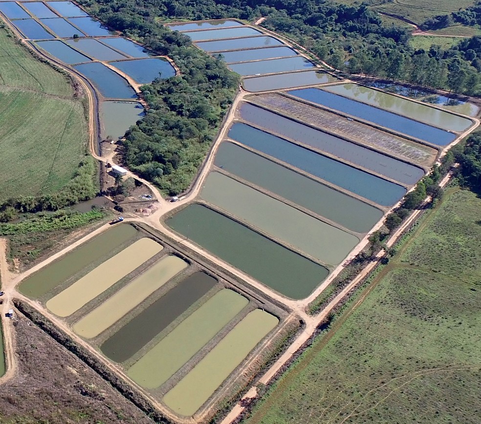 Tanques da Colpani Pescados, de Mococa (SP): trabalho em parceria com produtores cooperados — Foto: Ricardo Benichio