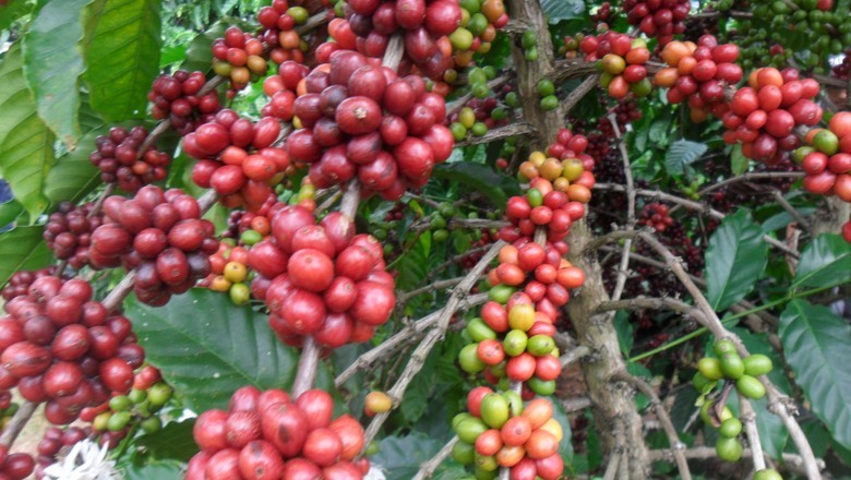 Café e cacau desenham curva de queda na bolsa de Nova York