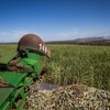 Além da menor quantidade de cana, o teor de sacarose na planta também foi menor, o afetou os resultados de produção de açúcar e de etanol. - Wenderson Araujo/CNA