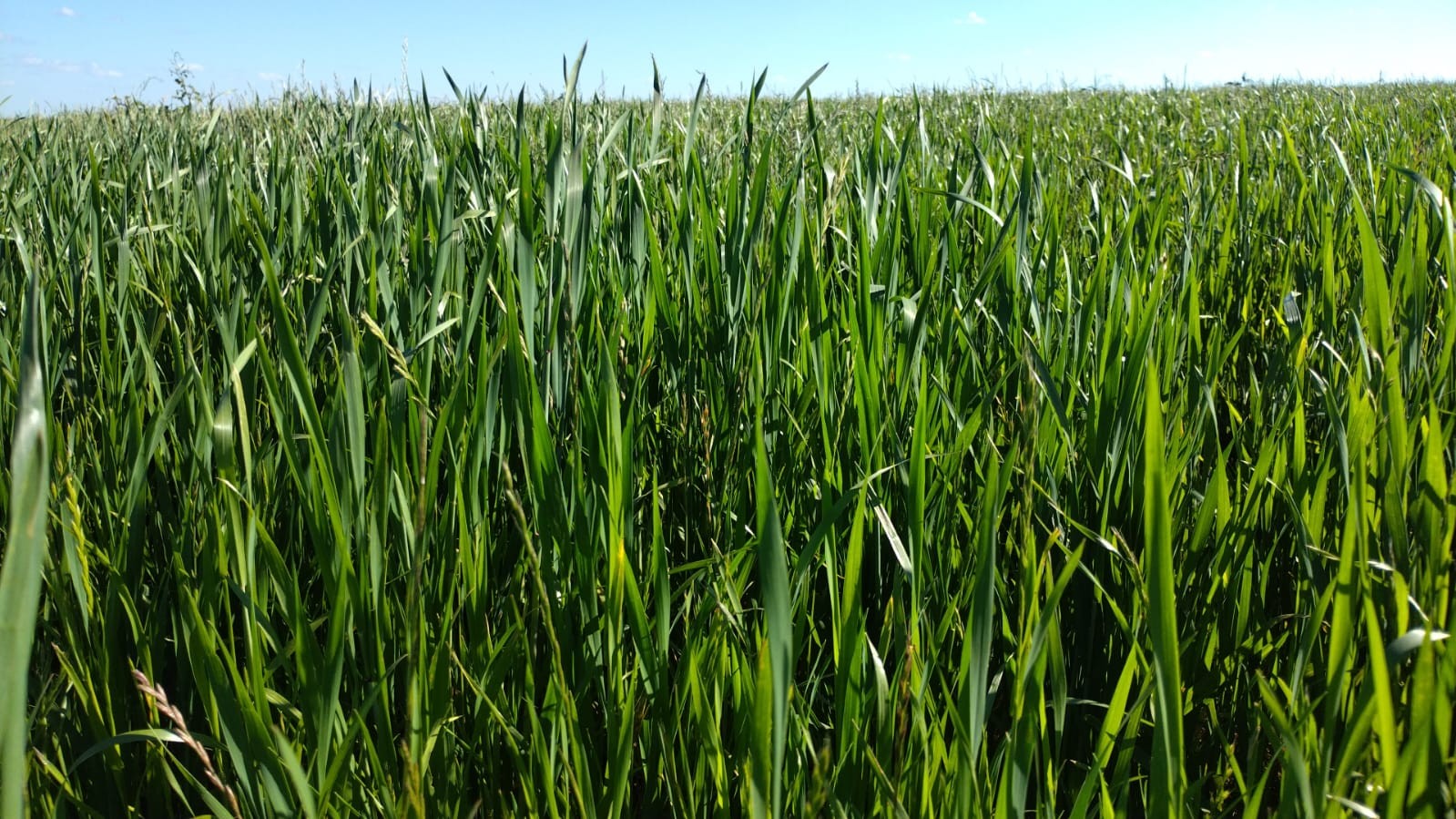 Safra gaúcha de trigo tem 27% da área colhida, mas produtividade varia nas regiões