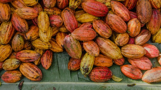 Costa do Marfim aumenta em 11% preço do cacau aos produtores 