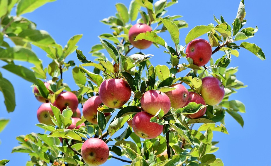 A plataforma inteligente oferece soluções para frutíferas de clima temperado, como a macieira