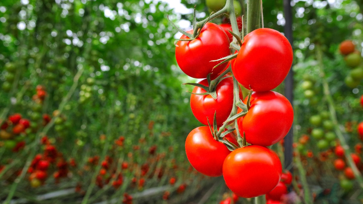 Preços do tomate caem com avanço da colheita e menor demanda