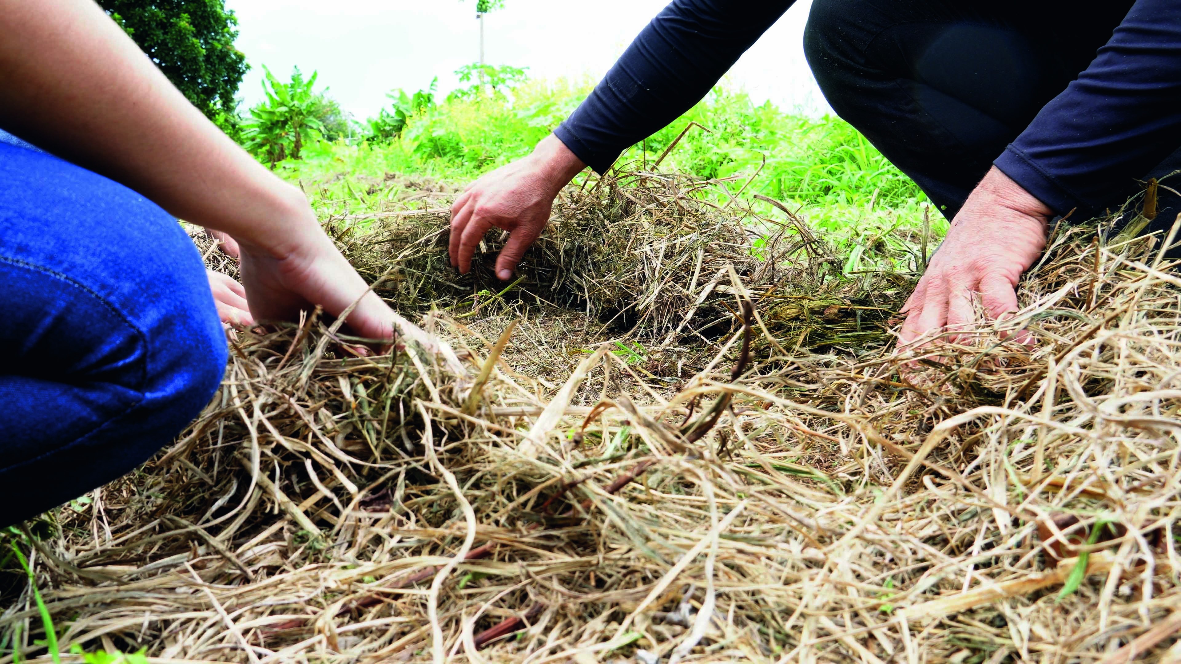 Crédito para agricultura familiar cresce 9% no Plano Safra; ouça o comentário