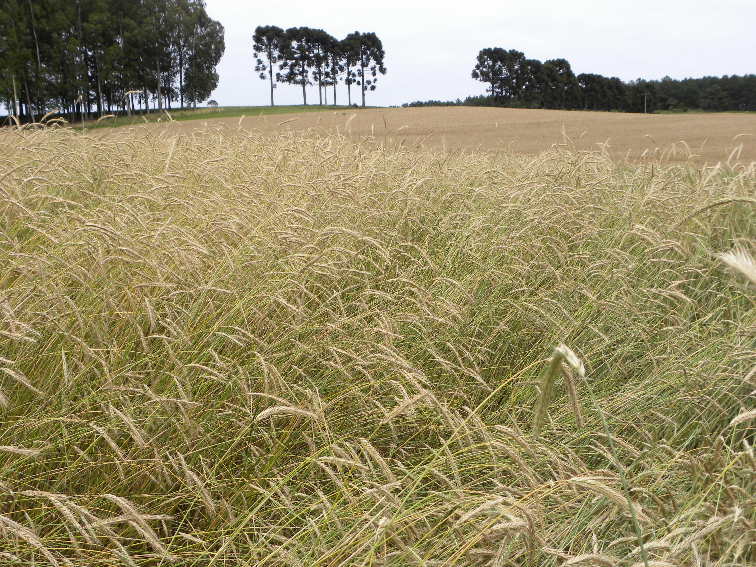 Ministério define zoneamento agrícola para o cultivo de centeio