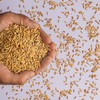 Em novembro, foram exportadas 121,16 mil toneladas de trigo, o maior volume escoado pelo País desde março.  - jcomp/Freepik
