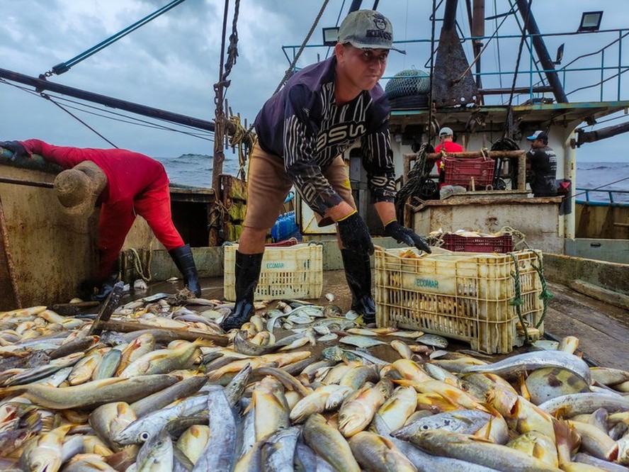 Rosa Weber empata votação de lei que proíbe pesca de arrasto no RS
