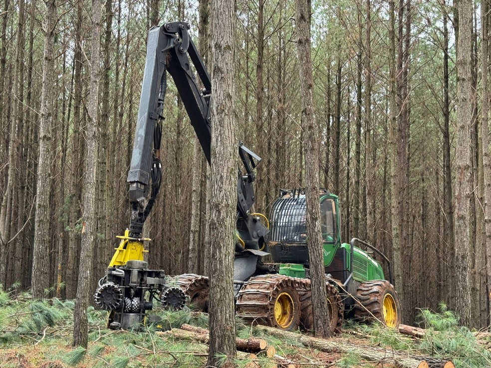 Colheita das toras de pinus é 100% mecanizada — Foto: Divulgação
