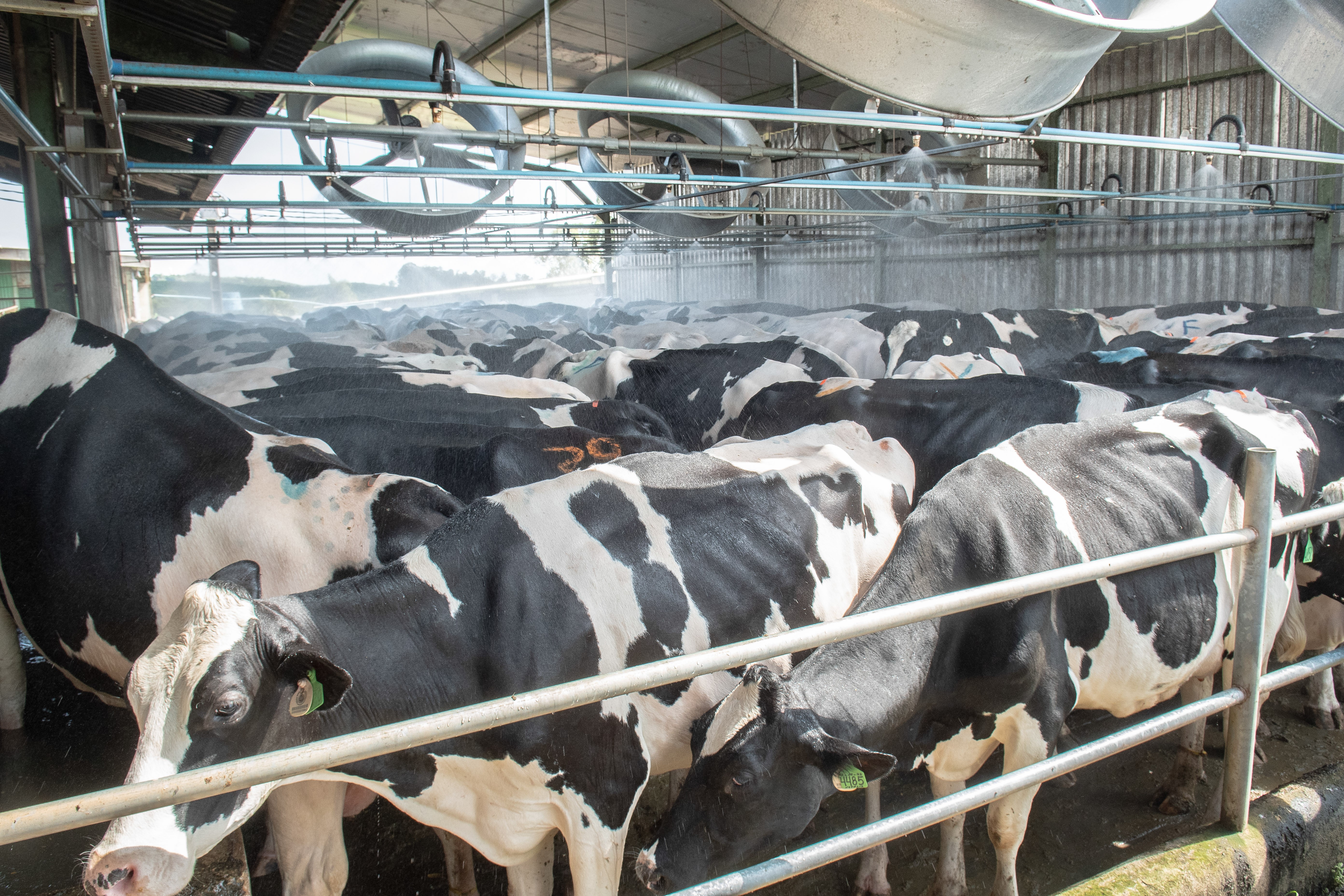 Vacas tomam até seis banhos por dia na maior fazenda de leite do Brasil; entenda