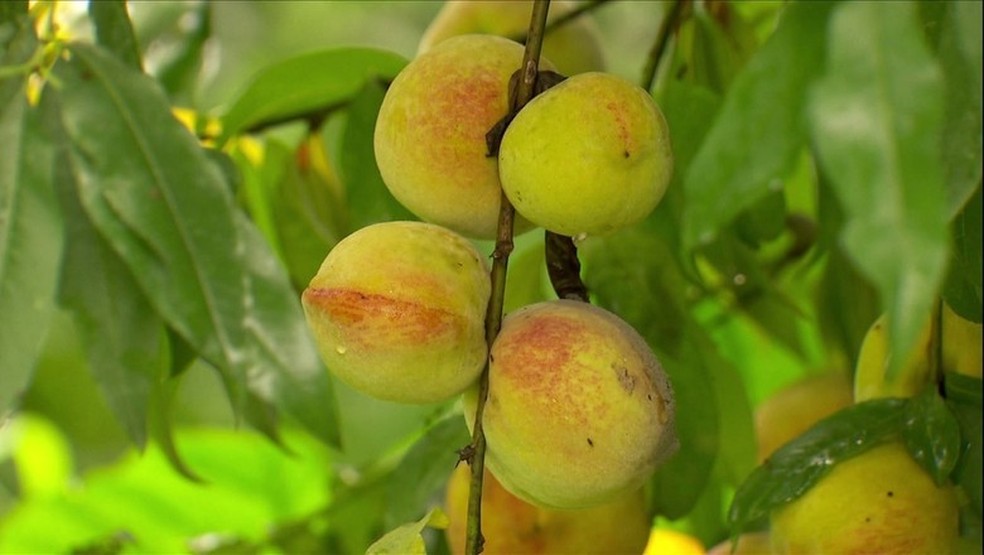 Pêssego (Foto: Reprodução/ TV Globo) — Foto: Globo Rural