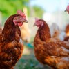 A Proposição 12, também conhecida como Lei do Bem-Estar Animal, define espaços mínimos para a criação de galinhas, porcas e bezerros - Pixabay