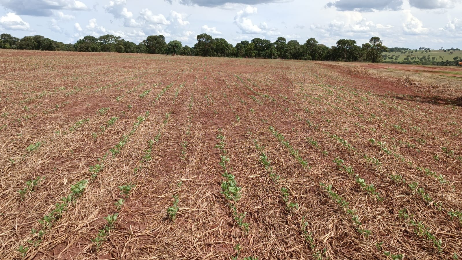 Pequenos produtores atendidos pelo Proagro reclamam de restrições
