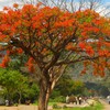 Flamboyant é uma das espécies que floresce na primavera - Canva/Creative Commons