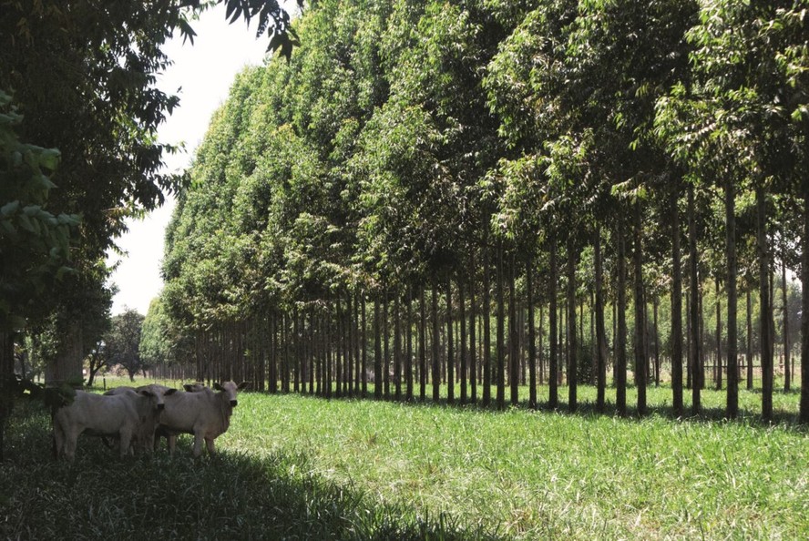Integração lavoura pecuyária floresta é um dos exemplos de manejo sustentável da produção agropecuária