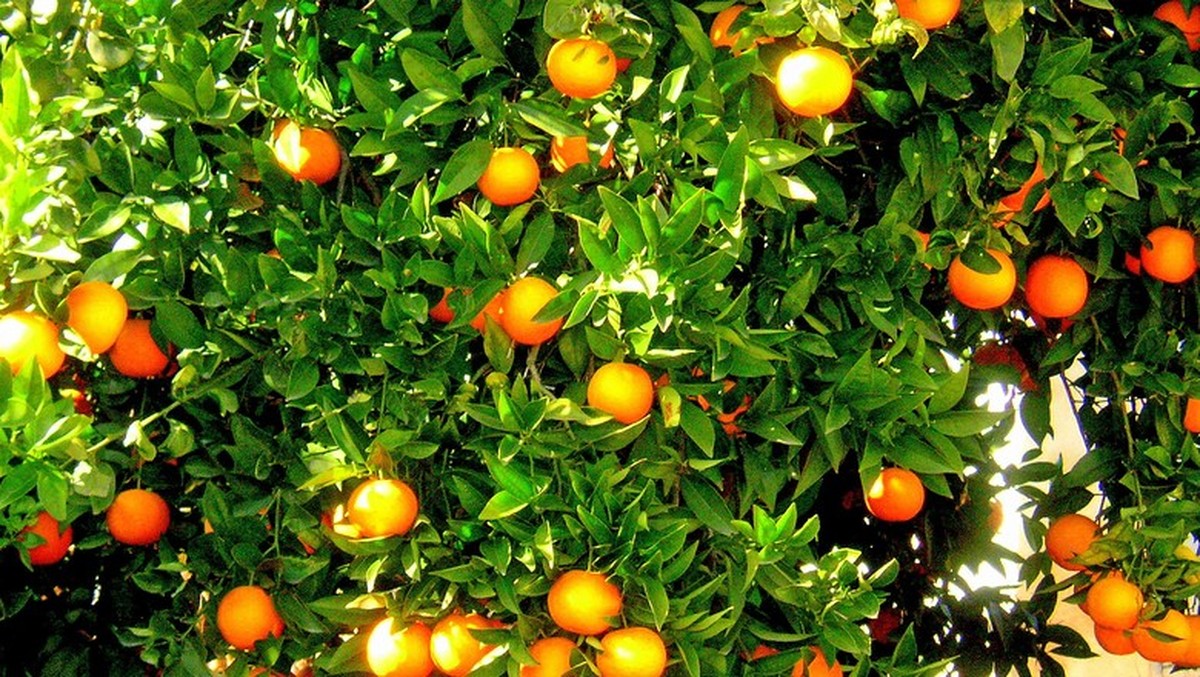 Convênio de R$ 3 milhões pretende combater o greening em Minas Gerais