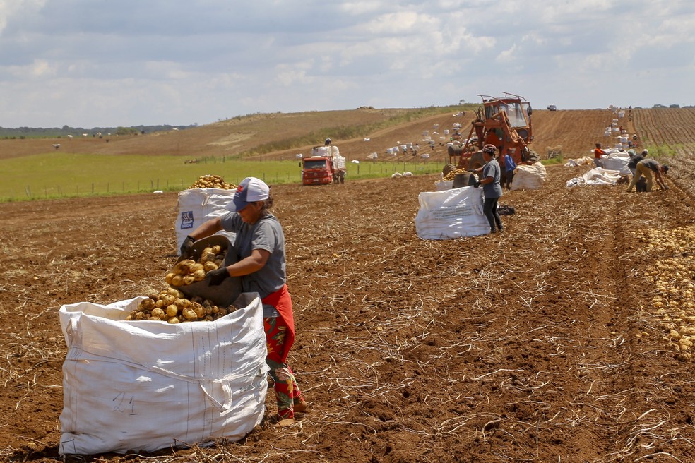 Produção de batatas no Paraná sofreu queda neste ano — Foto: Gilson Abreu/AEN