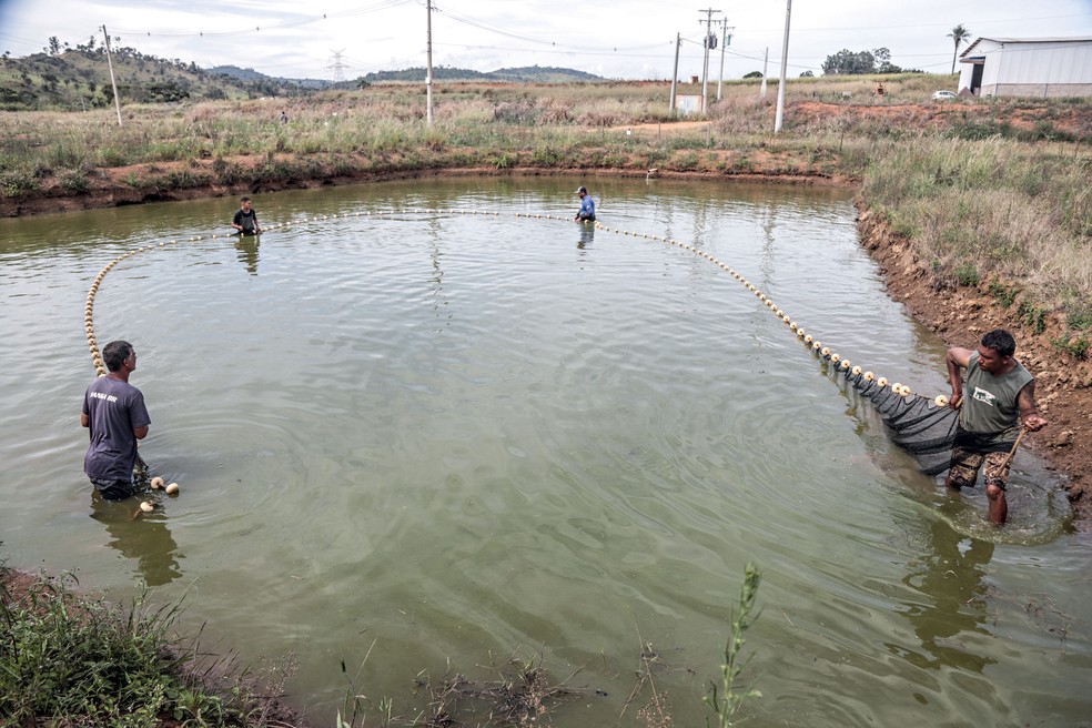 Trabalhadores em tanque de cultivo em Mococa (SP) — Foto: Ricardo Benichio