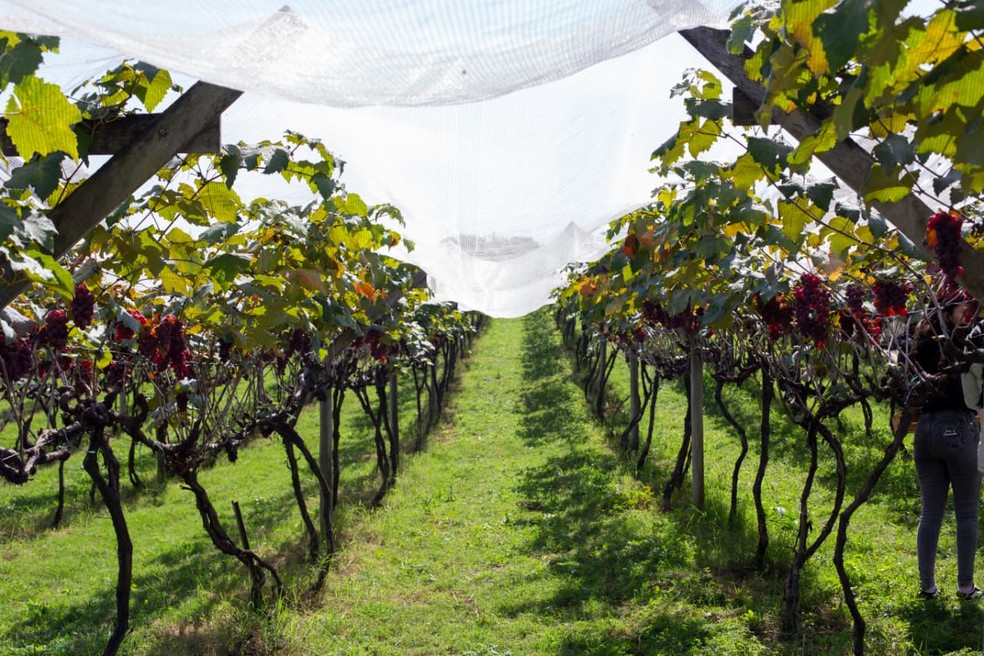 Produtores buscam alternativas para complementar o negócio, sem deixar de lado os cultivos — Foto: Arquivo pessoal