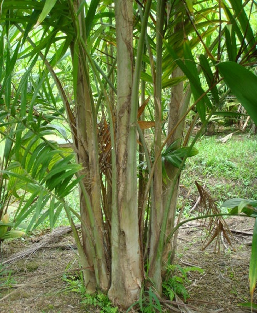Phytophthora palmivora é o fungo responsável pela podridão da base do caule da pupunheira — Foto: Eduardo Fuzitani