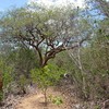 A Caatinga abriga microrganismos adaptados a condições extremas - Fernanda Birolo