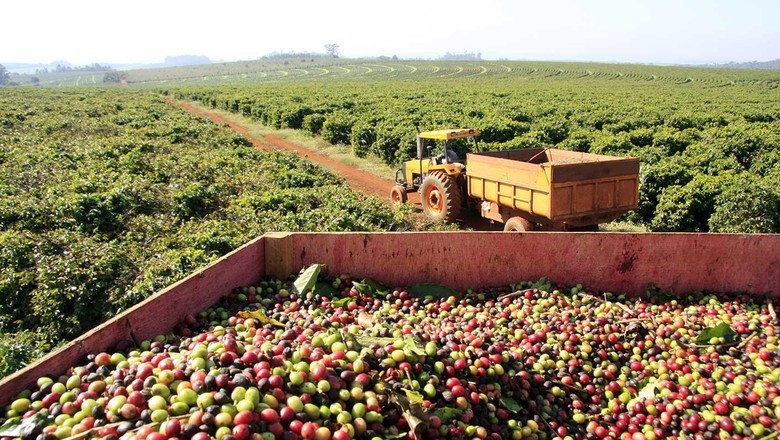 Exportação de café na safra 2026/27 deve crescer 17%, para 45 milhões de sacas