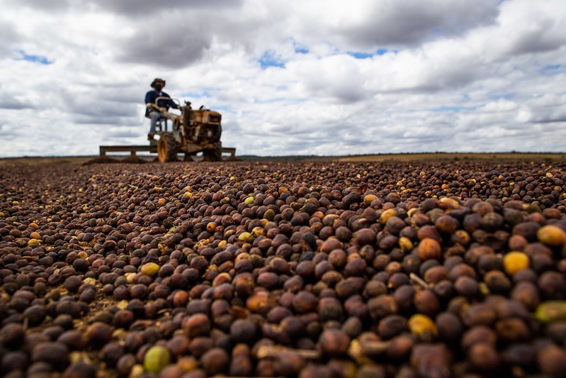 Chuvas comprometem colheita do café arábica nas regiões produtoras