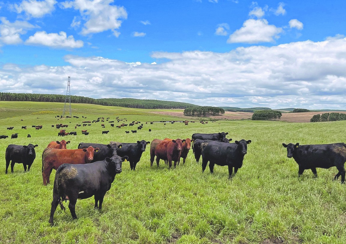 Por que a carne de vaca 'velha' virou tendência na alta gastronomia