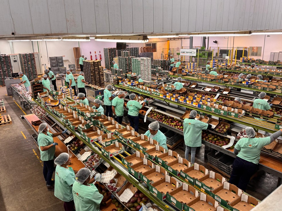Operação para exportação de manga na empresa Agrodan — Foto: Divulgação/Agrodan
