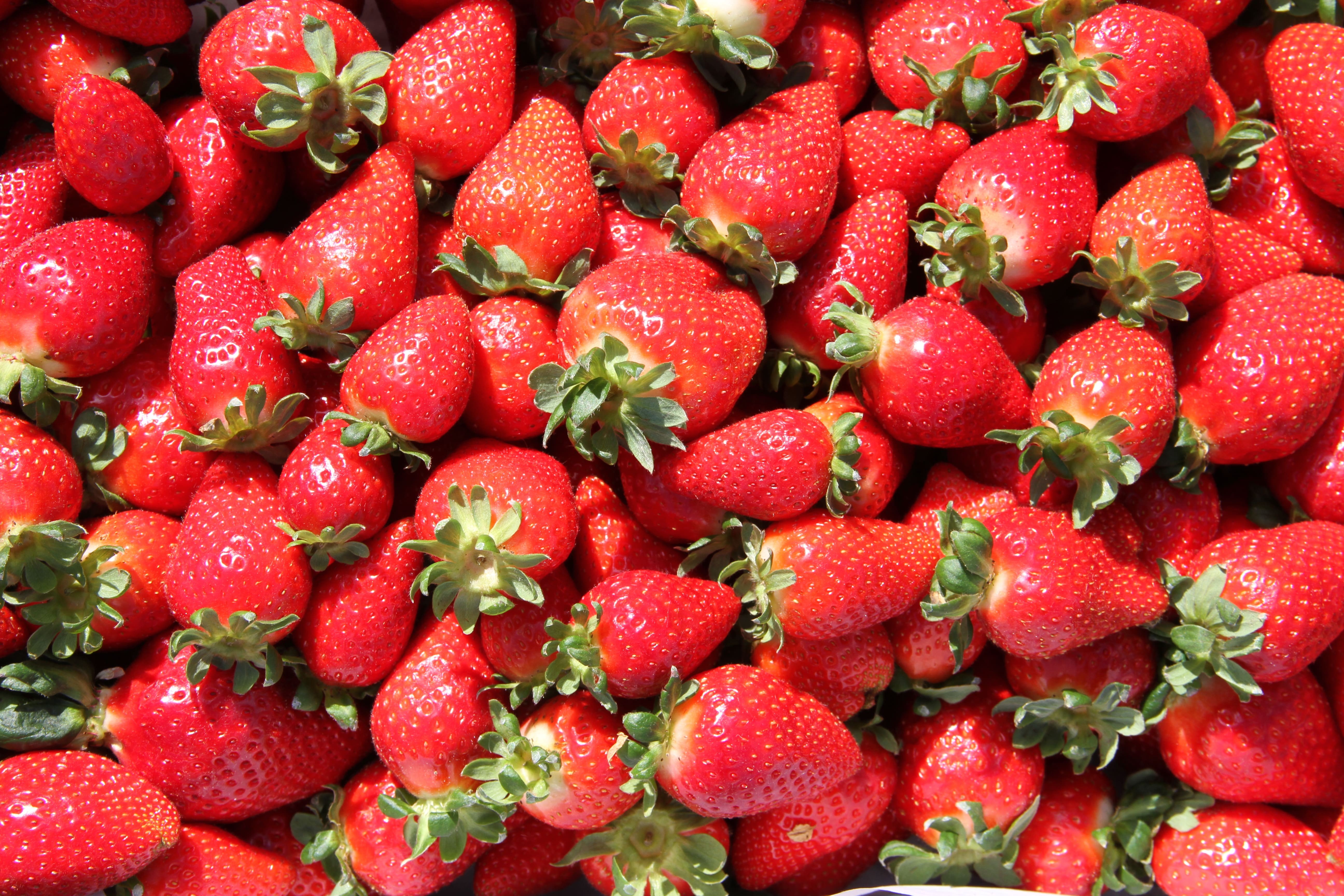 Morango não é fruta, mas faz bem para saúde: veja 8 benefícios