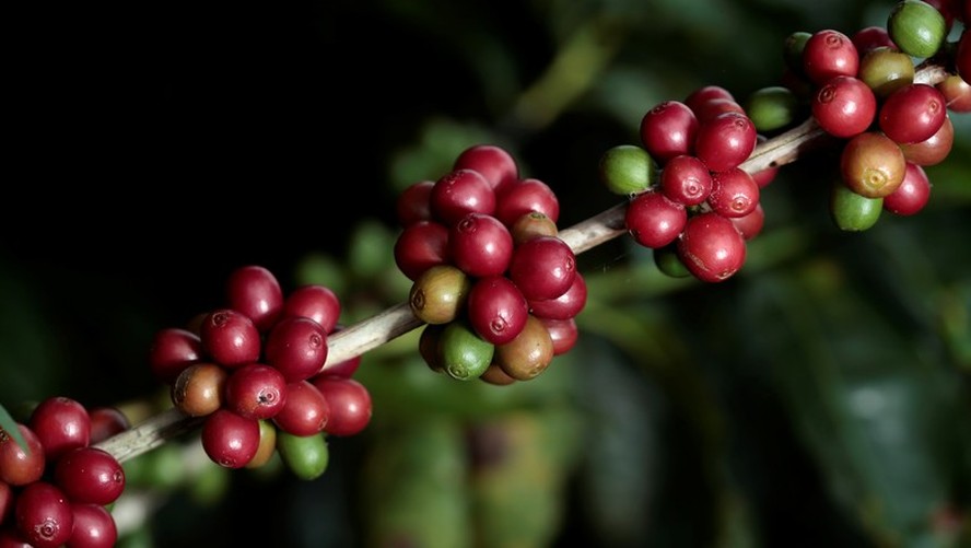 Investidores em Nova York já estão de olho nos possíveis efeitos do clima sobre a próxima safra de café no Brasil