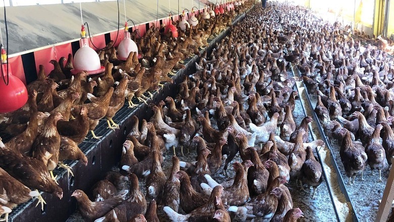 Mantiqueira e Bunge firmam parceria para promover agricultura regenerativa