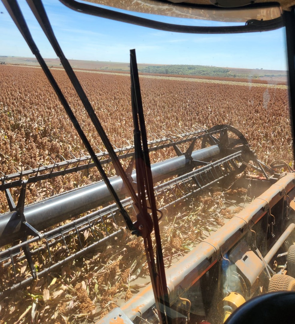 Lavoura de sorgo de Pedro Ottoni, em Uberaba (MG) — Foto: Arquivo pessoal