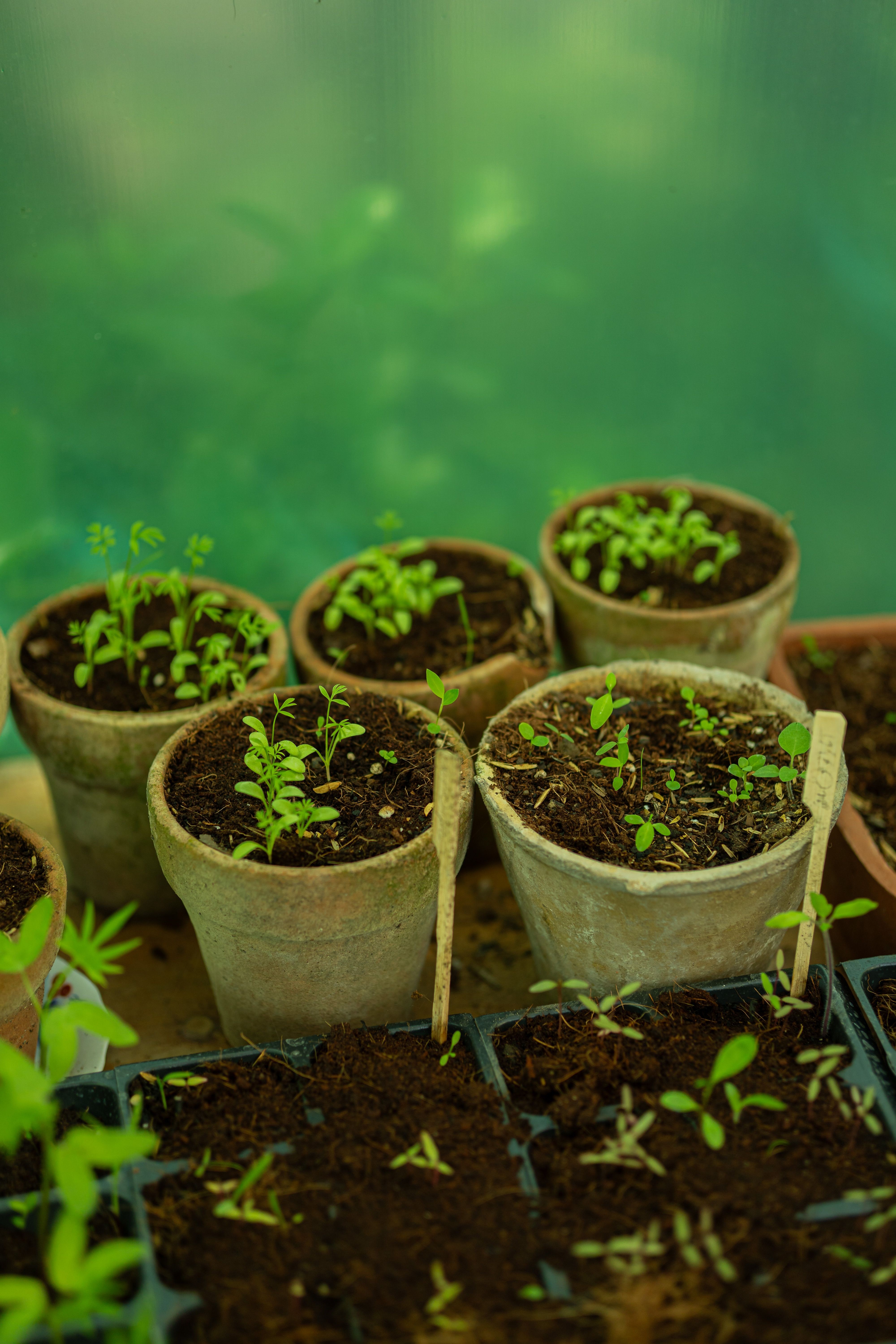 Vasos são os recipientes mais apropriados para o cultivo de hortaliças?