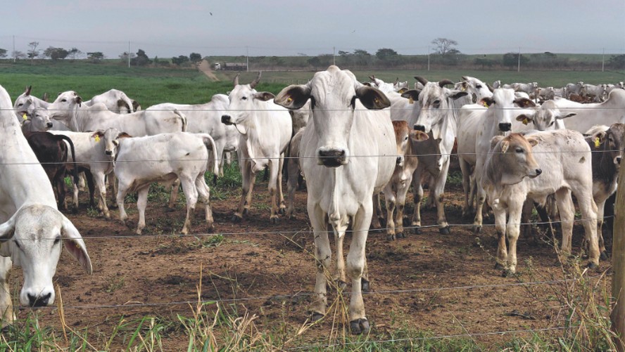 Imagem da notícia - Globo Rural