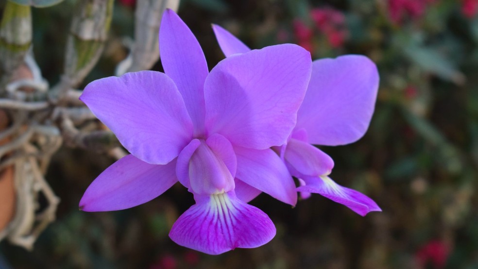 Orquídea cattleya walkeriana — Foto: Canva / Creative Commoms