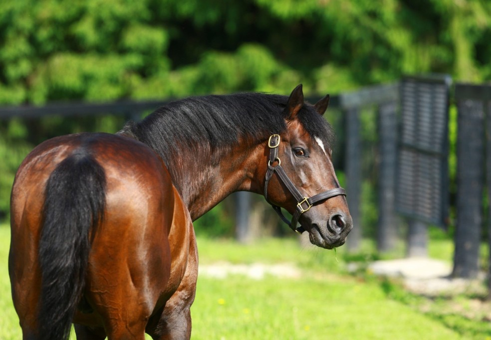 Fusaichi Pegasus nasceu em 1980 e, mesmo depois de sua morte, é considerado o cavalo mais caro do mundo  — Foto: Divulgação