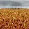 Com o plantio da nova safra em andamento, Brasil tem alta nas cotações internas - Faep/Divulgação