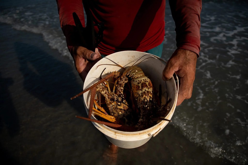 Portaria define limite para pesca da lagosta em 2026