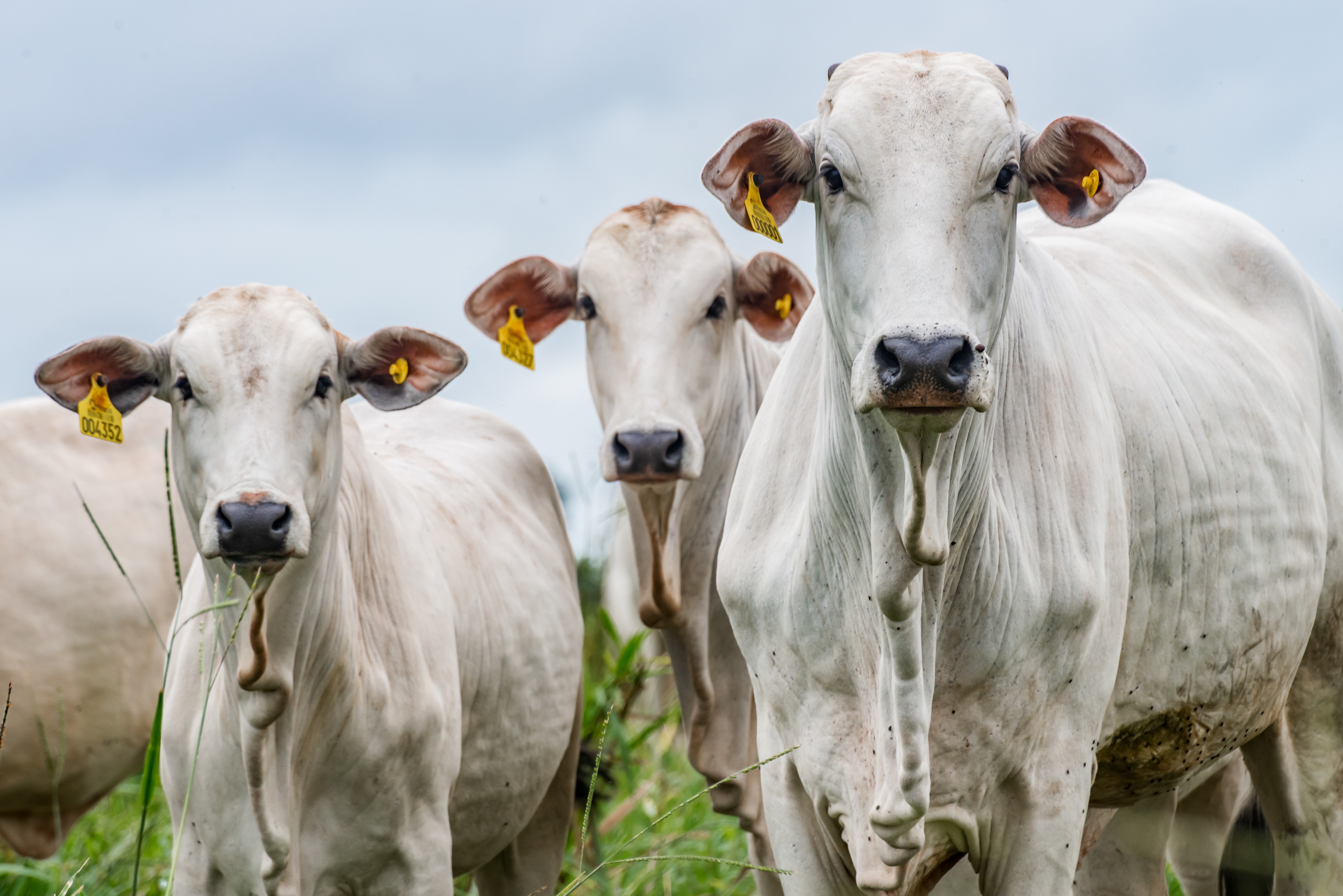 Abate de bovinos sobe 24,1% no 1º trimestre, informa IBGE