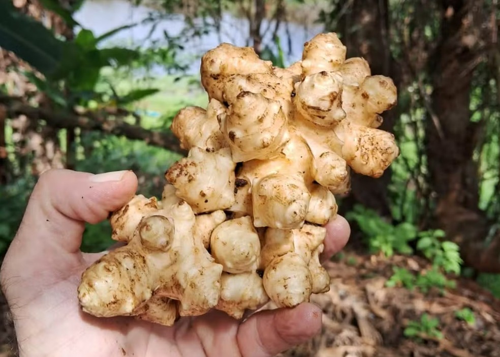 Tupinambu é um tubérculo semelhante ao gengibre — Foto: Divulgação